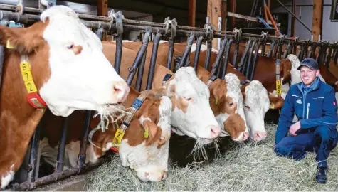  ?? Fotos: Sabine Roth ?? Auf das Wohl seiner über 75 Milchkühe legt Landwirtsc­haftsmeist­er Maximilian Wunder viel Wert. Im Laufstall können sie sich frei bewegen.
