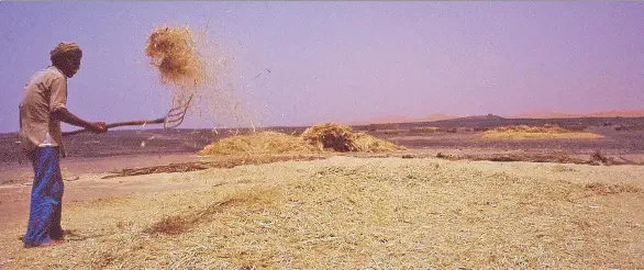  ?? PHOTOS: DANIEL WOOD ?? An oasis villager winnows his wheat amid scorching 40 C heat and a prevailing wind that cuts across like a blowtorch.