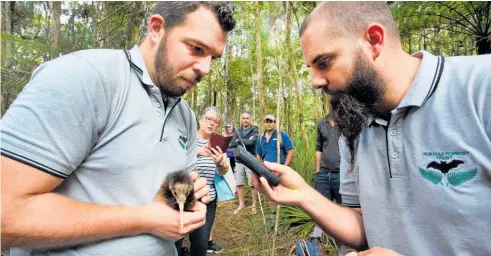  ?? Photos / Tania Whyte ?? Pukenui Forest rangers Bevan Cramp and Ben Lovell check the microchip in the kiwi chick before its release.