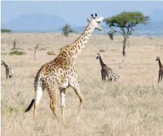  ?? — Reuters ?? A giraffe walks through the Singita Grumeti Game Reserve, Tanzania.