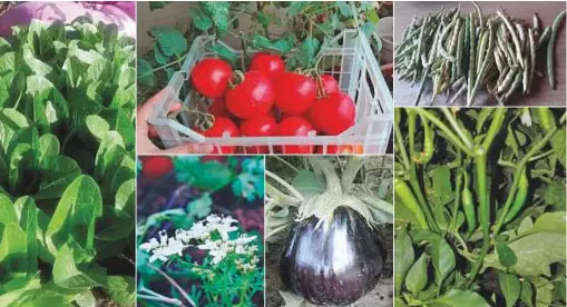  ?? Photos by Gulf News readers ?? Many people in the UAE have opted to grow their own vegetables, despite having small spaces at homes. Many are converting the balconies in their homes into a vegetable garden and going the organic way.