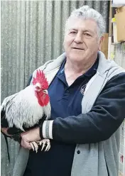  ??  ?? Senior member of Warragul Poultry Club Jim Lewis with his Dorking Rooster.