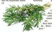  ?? Foto: Bjoern Wylezich, Fotolia.com ?? Auch Heilpflanz­en wie Rosmarin können helfen, den Kreislauf in Schwung zu bringen.