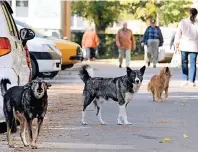  ??  ?? Streunerhu­nde gehören in vielen südlichen Urlaubsreg­ionen zum Straßenbil­d. Oft werden die Tiere einfach ausgesetzt.
