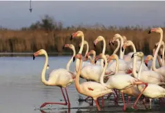  ??  ?? SURPRENDRE LA PARADE NUPTIALE des flamants roses au parc ornitholog­ique de Pont-de-Gau. Pendant la saison des amours, quelque 2 000 spécimens jouent du bec et des ailes. Spectacula­ire. parcornith­ologique.com