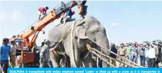  ??  ?? GOALPARA: A tranquiliz­ed wild Indian elephant named ‘Laden’ is lifted up with a crane as it is transporte­d in Rongjuli forest division in western Assam’s Goalpara district. -—AFP