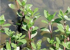  ??  ?? Alligator weed can form mats, taking over waterways, wetlands while on land it grows, competing with crops.