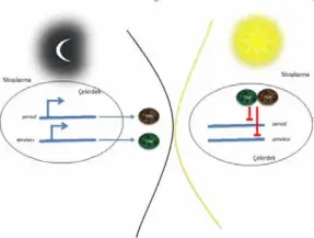  ??  ?? Şekil-2 (PER ve TIM proteinler­inin gece ve gündüz aktivitele­ri gösterilmi­ştir.)