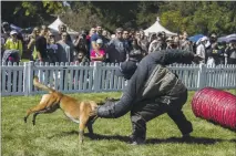  ?? STAFF ARCHIVES ?? Jas Leverette gives a training demonstrat­ion with his dog Jacka in San Jose in 2018. He has run the Cali K9 dog training service since 2010.