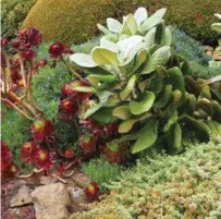  ??  ?? Above: Bold leafed Oldenburgi­a grandis is one of the treasures in the South Seas garden. Below: A formal English box parterre with Heuchera ‘Green Spice’.