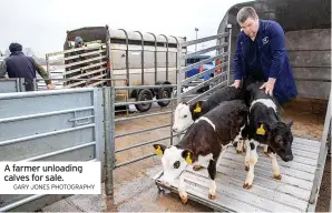  ?? GARY JONES PHOTOGRAPH­Y ?? A farmer unloading calves for sale.