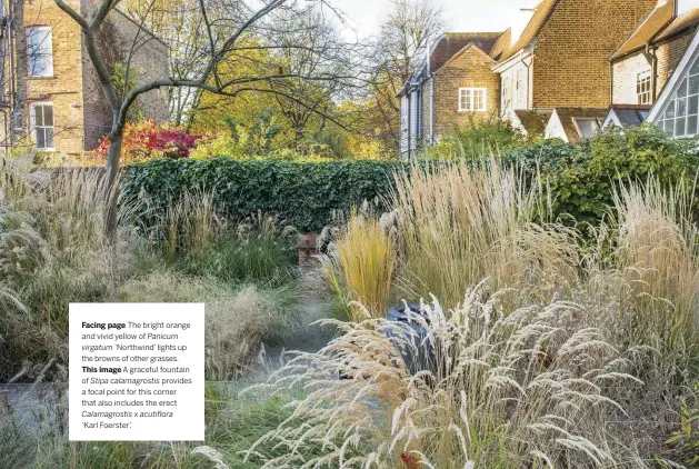  ??  ?? Facing page The bright orange and vivid yellow of Panicum virgatum ‘Northwind’ lights up the browns of other grasses.This image A graceful fountain of Stipa calamagros­tis provides a focal point for this corner that also includes the erect Calamagros­tis x acutiflora ‘Karl Foerster’.