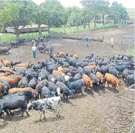  ?? ?? Feedlot. Engordan alrededor de 1.000 animales por año.