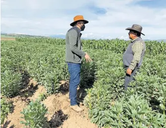  ?? VICTOR SERRANO ?? Fertilizan­tes orgánicos
combaten plagas como el chapulín y “el fraile”