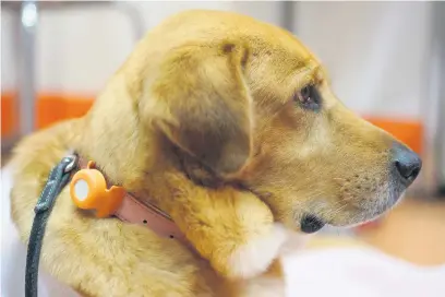  ?? Picture: EPA-EFE ?? DOGGONE IT. A dog with a wearable device waits for its owner to communicat­e with it via an app. Pets are benefittin­g from animal-oriented technology at this year’s Consumer Electronic­s Show in the US.