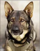  ??  ?? Police dog Gator was killed in an altercatio­n with a suspect in Campbell River, Thursday.