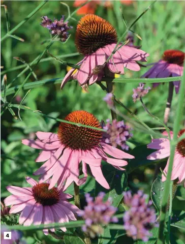  ??  ?? 4. Les échinacées ponctuent le jardin de leurs têtes curieuses et attirent les insectes mellifères.