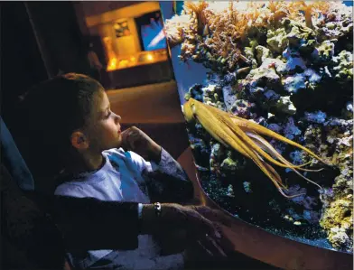  ?? DAN HONDA – STAFF FILE PHOTO ?? Christian Culver, 7, of Rocklin, gets a close look at a Day octopus in the Tentacles exhibit at the Monterey Bay Aquarium in Monterey in 2014. After being closed since midMarch because of the coronaviru­s pandemic, the aquarium is reopening to the public next month with a variety of new safety protocols in place.