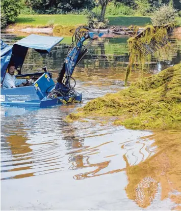  ?? Foto: Annette Zoepf ?? Klaus Stephan Schunke hat einen ungewöhnli­chen Arbeitspla­tz: Gestern saß er in seinem Spezialboo­t, um die Schlingpfl­anzen im Bergheimer See zu beseitigen.