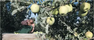  ?? GORDON KING / YAKIMA HERALD- REPUBLIC VIA AP FILES ?? Sergio Garcia empties a bag of just-picked apples into a bin at an orchard near Wapato, Wash. At least two firms are rushing to get robotic fruit-picking machines to market.