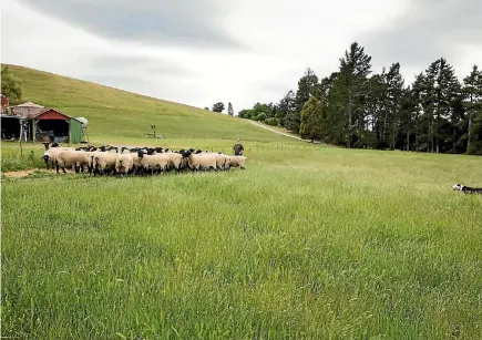  ??  ?? After years of drought, North Canterbury has plenty of feed, despite sweltering temperatur­es.