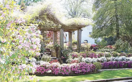  ??  ?? Local and tourist guests enjoy a show of flower power on the Azalea Trail in Tyler, Texas as they visit a gazebo in one of the gardens during the Azalea Flowers Spring Festival.