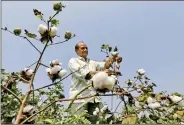  ??  ?? Cotton was India’s biggest export to Pakistan last fiscal year.