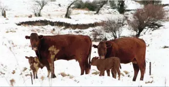  ?? FOTO: NELIUS FERREIRA ?? Die Bonsmara is uiters aangepas. Hier staan twee koeie met hul kalwers wat in die sneeu gebore is.