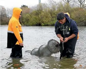  ?? ?? Cadets Sentre Harden, left, and Kaloni Taylor check nets for tuna (eel) at the Mataura River before carefully measuring them.