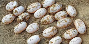  ?? AFP ?? Die erste Eiablage seit 15 Jahren: Die Eier der Südlichen Flussschil­dkröte.