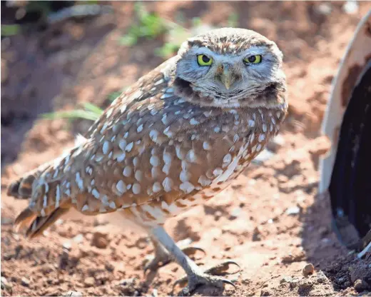  ?? MARK HENLE/THE REPUBLIC ?? A burrowing owl stands next to its artificial burrow on March 7 at Zanjero Park.