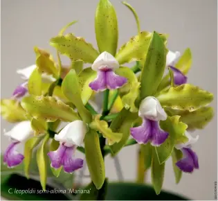  ??  ?? C. leopoldii semi-albina ‘Mariana’