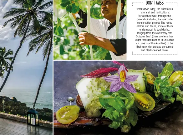  ??  ?? EDIBLE EDEN Organic produce is grown on the grounds of Anantara Peace Haven Tangalle Resort, where guests enjoy a literal farm-totable experience