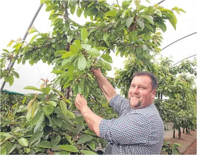  ?? Picture: Paul Reid. ?? Matthew McIntyre uses the Sweetheart and Sentennial cherry varieties from Canada which are late fruiting and better suited to the cooler Scottish climate.