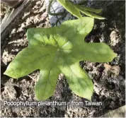  ??  ?? Podophyllu­m pleianthum – from Taiwan