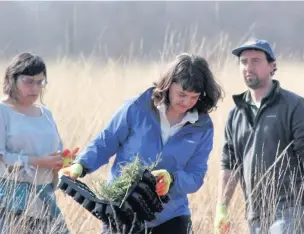  ??  ?? ●●Volunteers working on the mosslands