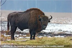  ?? ?? A licence for the keeping of bison was issued by the county council