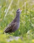  ??  ?? ABOVE The distinctiv­e rasping call of the rare corncrake is carried on the wind in Balranald on North Uist OPPOSITE, TOP Berneray’s white sand West Beach and glittering sapphire sea rivals the beauty of a tropical paradise