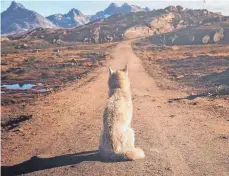  ?? FOTO: HELMUT VOITH ?? Sehnsüchti­g blickt der grönländis­che Husky auf Andrea Dublaskis Fotografie in die Ferne.