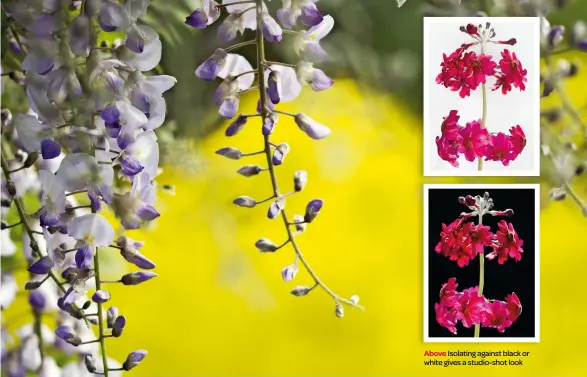  ??  ?? Above Look for walls of flowers to create an intense coloured backdrop. In this image the yellow background sets off the purple flowers. The shallow depth of field removes all the detail from the background Above Isolating against black or white gives...