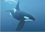  ??  ?? Las orcas habitan en todos los océanos del planeta.