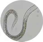  ??  ?? Fig 3. Pine wood nematodes viewed under microscope