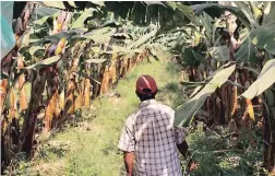 ??  ?? Pedro Parra, un agricultor de Olmos, exporta bananos a Europa.