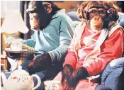  ??  ?? Primates have been used on screen for years, in adverts for PG Tips and in films such as Every Which Way But Loose with Clint Eastwood, right, and The Wolf of Wall Street with Leonardo Dicaprio, inset