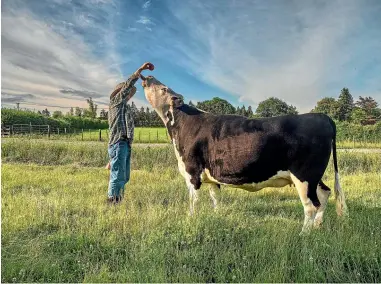  ?? ?? Andrew Johnstone says of cows: ‘‘They actually lead quite busy lives. They want to have fun and are constantly in search of novelty.’’