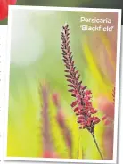  ?? ?? Persicaria ‘Blackfield’