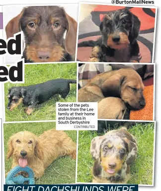  ?? CONTRIBUTE­D ?? Some of the pets stolen from the Lee family at their home and business in South Derbyshire