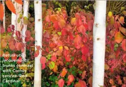  ??  ?? Betula utilis jacquemont­ii trunks contrast with Cornus sericea ‘Red Cardinal’