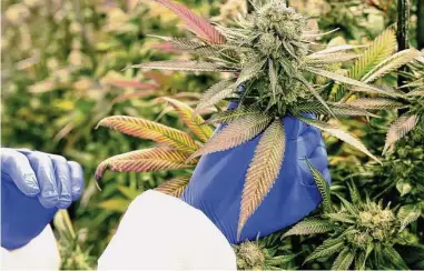  ?? Arnold Gold/Hearst Connecticu­t Media file photo ?? Cherry Punch cannabis plants at the CTPharma cultivatio­n facility in Rocky Hill.