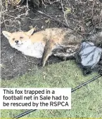  ??  ?? This fox trapped in a football net in Sale had to be rescued by the RSPCA